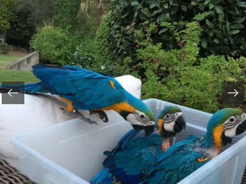 Perroquet Jeune  ara sevr&eacute; apprivois&eacute; Elev&eacute; &agrave; la main 1700 13001 Marseille