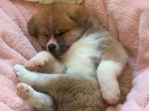 Akita Inu LOF, derniers chiots 950 30000 N�mes