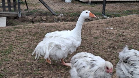 Oies frisées ou lisses du printemps 2025 35 42820 Ambierle