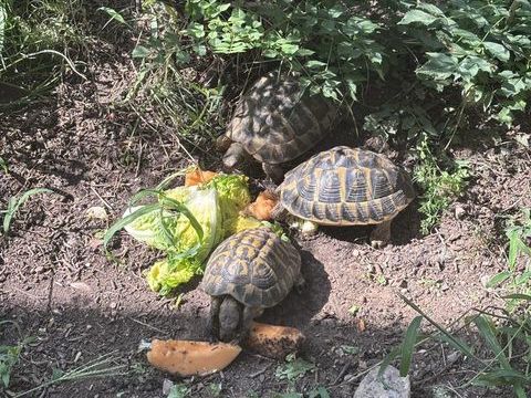 Tortues HH femelles &male 800 06810 Auribeau-sur-siagne