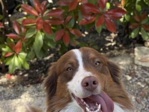 Saillie M&acirc;le Berger Australien LOF 500 13113 Lamanon