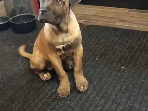 maniifique chiot type cane corso m&egrave;re lof 600 33600 Pessac