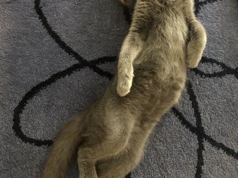 MAGNIFIQUE M&Acirc;LE CHARTREUX INSCRIT AU LOOF POUR SAILLIE 400 01280 Pr�vessin-mo�ns