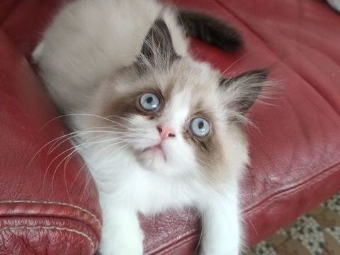 Chatons Persans 600 62140 Vacqueriette-erquières