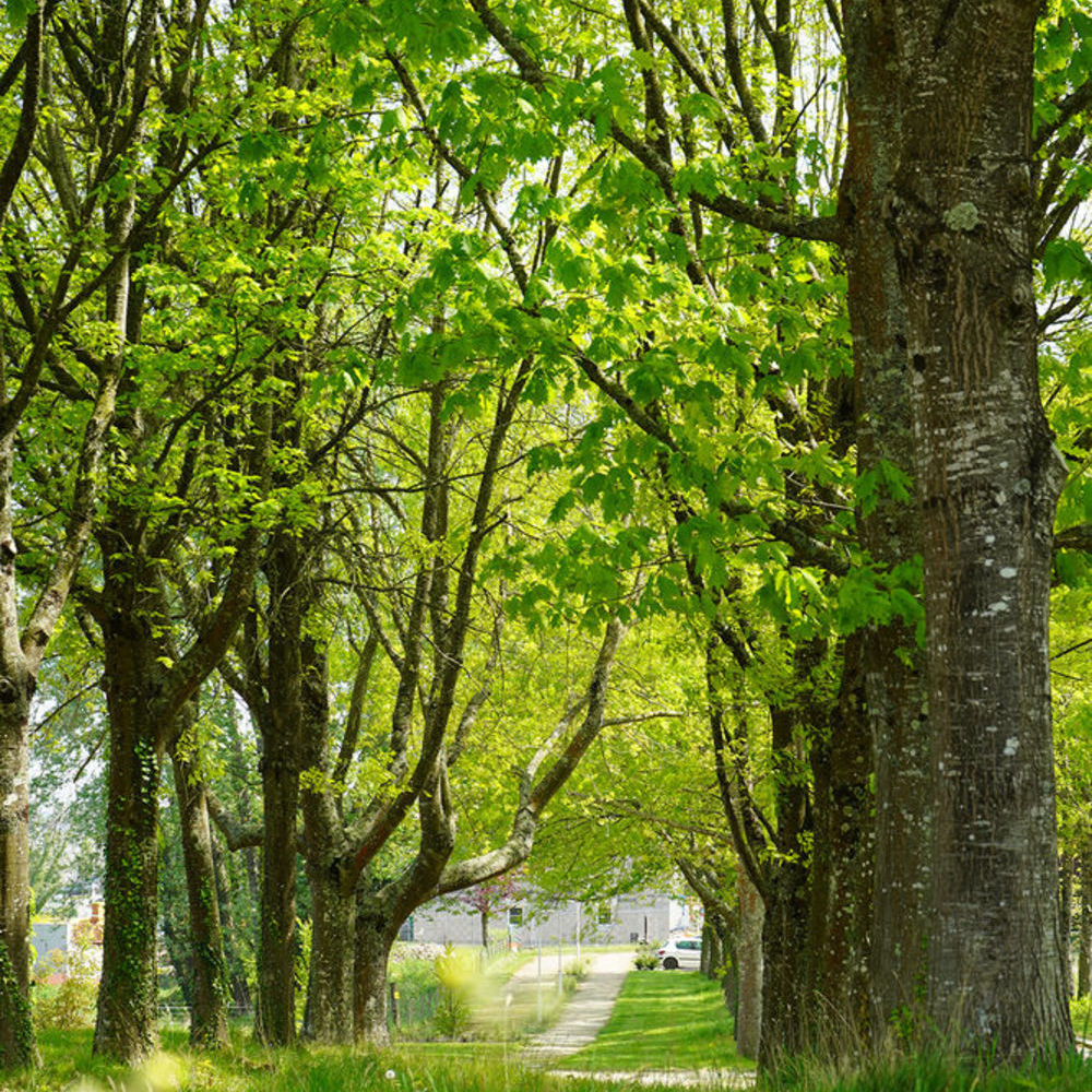 Terrains  batir   Guichen (35580)