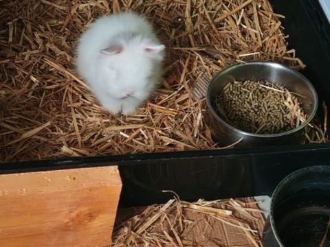 Lapin Teddy 60 01800 Meximieux