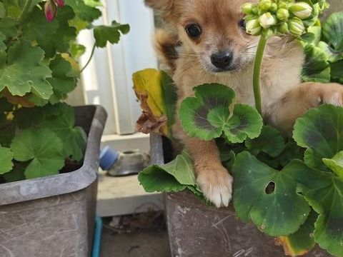 Chiots Chihuahuas LOFS 1400 75014 Paris