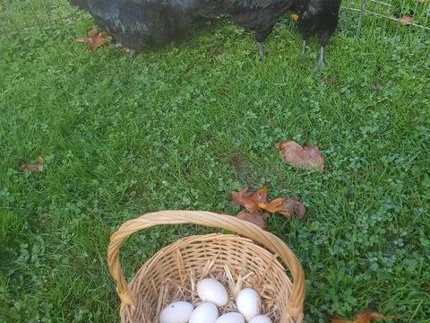 Oeuf fecond&eacute; poule Ayam cemani et s 2 77540 Courpalay