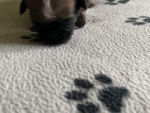 Chiots SHIH TZU  750 09190 Lorp-sentaraille