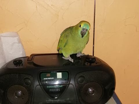 Bonjour je suis &agrave; la recherche d'un perroquet Amazon &agrave; front 0 59254 Ghyvelde