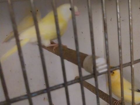 Canaris 25 17260 Gémozac