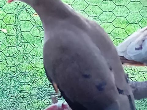 Colombe amethystine 0 49122 Le may-sur-vre