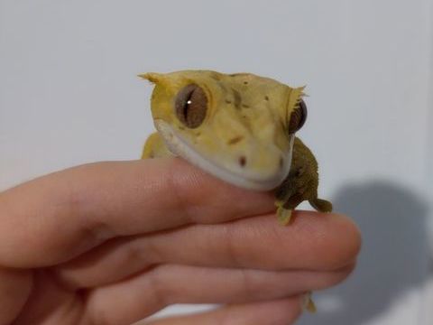 Gecko &agrave; cr&ecirc;te femelle dalmatien 120 49000 Angers