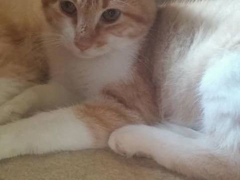 journée adoption chats chatons samedi 20/10 70 77270 Villeparisis