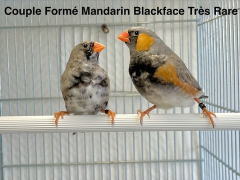 Tr&egrave;s Belle S&eacute;lection De Diamants Mandarin Mutation Rare 2025 39 94450 Limeil-br�vannes