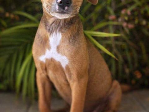 Miko, m&acirc;le, X Berger, n&eacute; le 10/12/2025🐶 300 37000 Tours