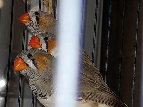 mandarin 5 22600 La motte