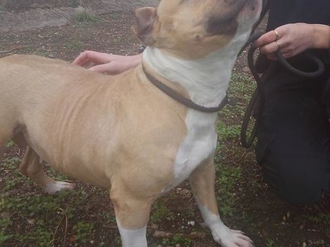 ALLUMETTE, crois&eacute;e bouledogue fran&ccedil;ais 5 ans 220 34500 B�ziers