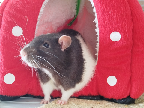 Ratatouille 20 44000 Nantes