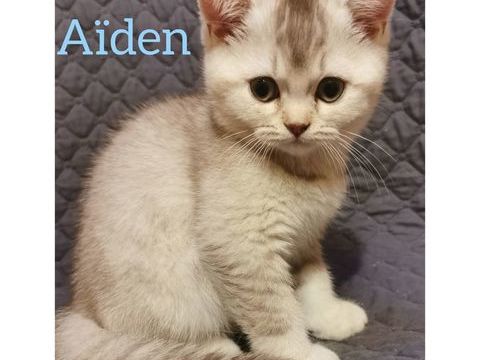 Chaton British shorthair  1100 59230 Saint-amand-les-eaux