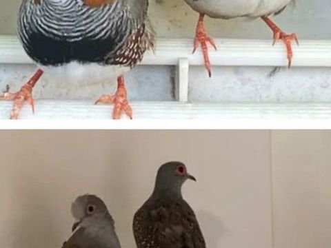 Mandarin et colombe diamant 8 85470 Bretignolles-sur-mer