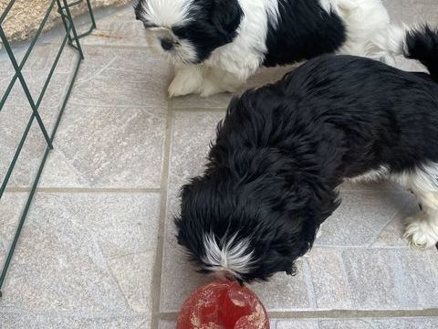 adorable b&eacute;b&eacute; shih tzu 950 83200 Toulon