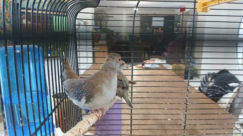 Couple de colombe diamant 25 44521 Oudon