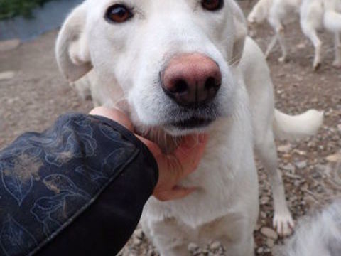 Wikie à l'adoption 300 35000 Rennes