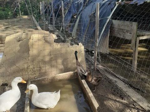 Canard de pekin 40 34400 Lunel