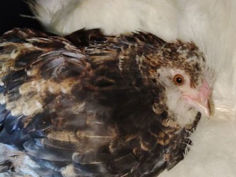 Poussins  d'ornements de deux mois 15 71190 Broye