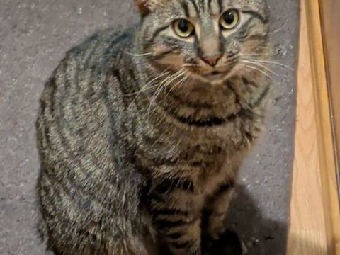 Chat trouv&eacute; a donner 0 71270 Pierre-de-bresse