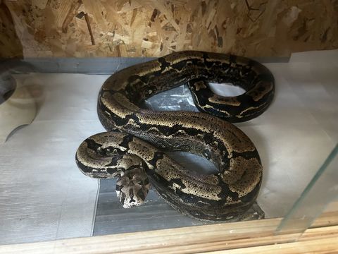 1 Boa constructor impérator 150 91700 Fleury-mrogis