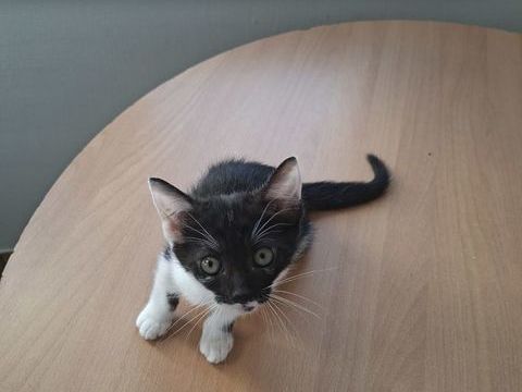 Donne  chatons 0 35600 Bains-sur-oust