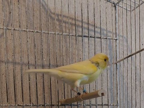 Canari Timbrado Espagnol m&acirc;le 25 95500 Le thillay