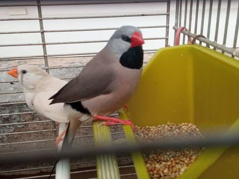 Bavette longue queue 15 44460 F�gr�ac