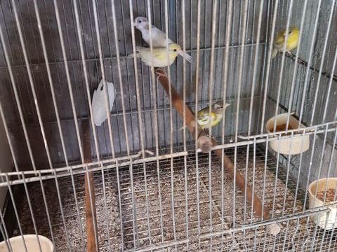 Canari raza 70 33240 Saint-andré-de-cubzac