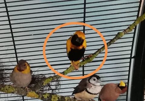 superbe mâle euplecte Worabee 50 72300 Sabl-sur-sarthe