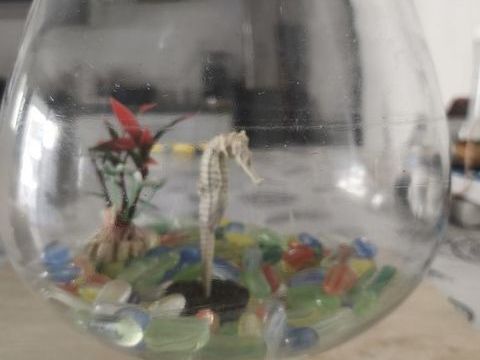 aquarium verre 15 34660 Cournonterral