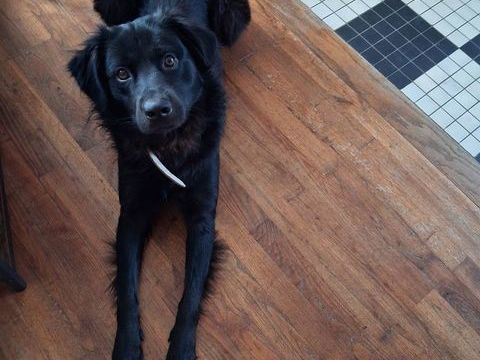 Je donne mon chien contre bons soins. 0 44000 Nantes