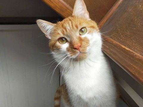 Moucho à l'adoption 200 59120 Loos