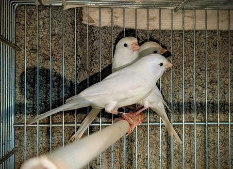 couples canaris blancs 40 44850 Lign�