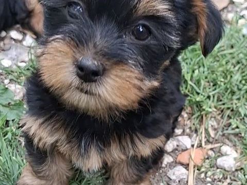  Chiots Yorkshire 1150 24110 Manzac-sur-vern