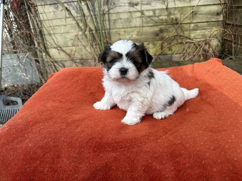 chiots Malshi ( shih tzu x bichon) 900 61230 Cisai-saint-aubin