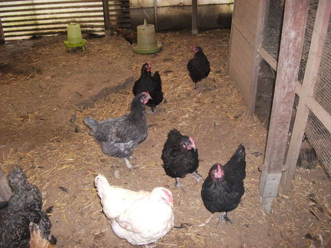 un lot de 14 poules pondeuses 100 59282 Douchy-les-mines