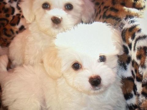 Magnifiques chiots bichons maltais 900 11110 Coursan