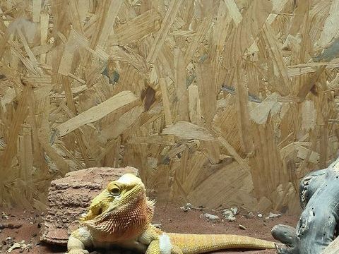 Pogona + terrarium 600 41130 Gi�vres