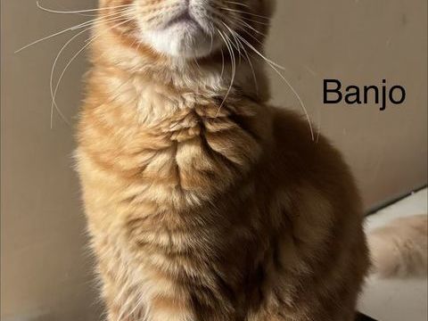 Magnifique chatons Maine coon 750 91670 Angerville