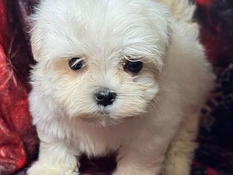 Magnifiques chiots bichon maltais 420 67500 Haguenau
