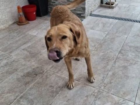 Chien MILKA &agrave; l adoption 350 07300 Cheminas