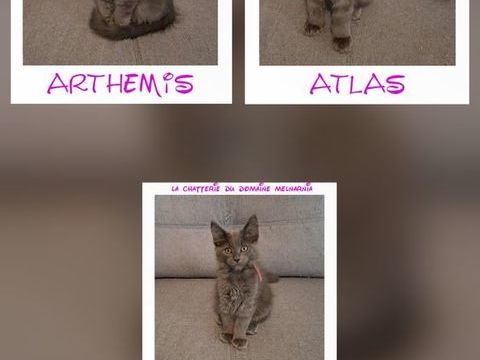 Maine coon loof 1200 33220 Saint-avit-saint-nazaire